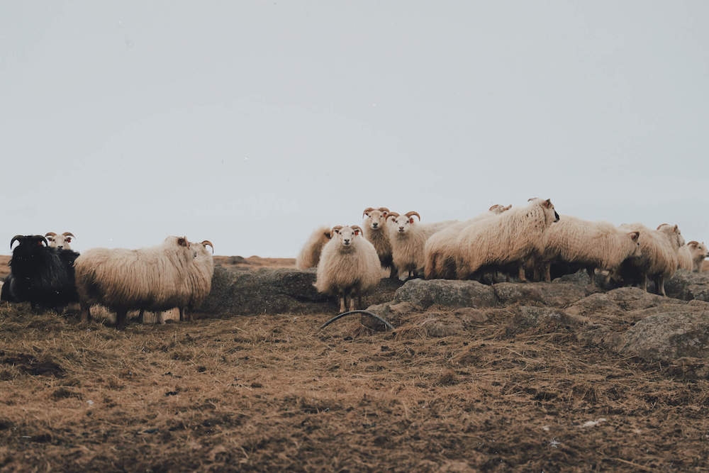 Mouton en Islande