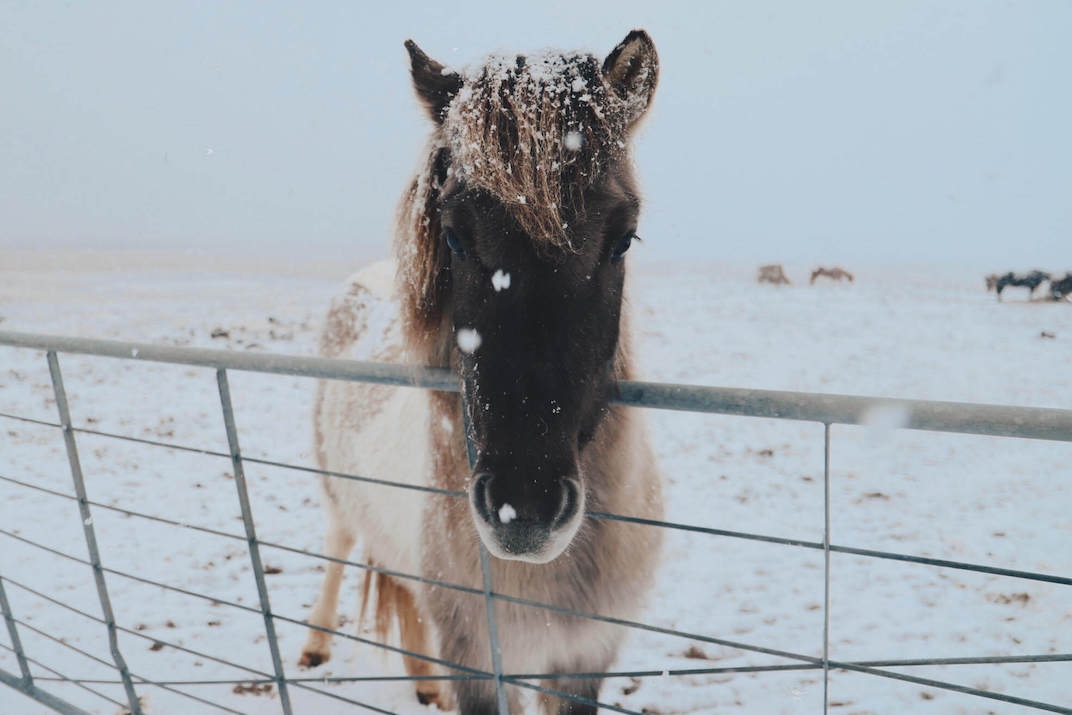 Photo d&#039;un cheval sous la neige en Islande