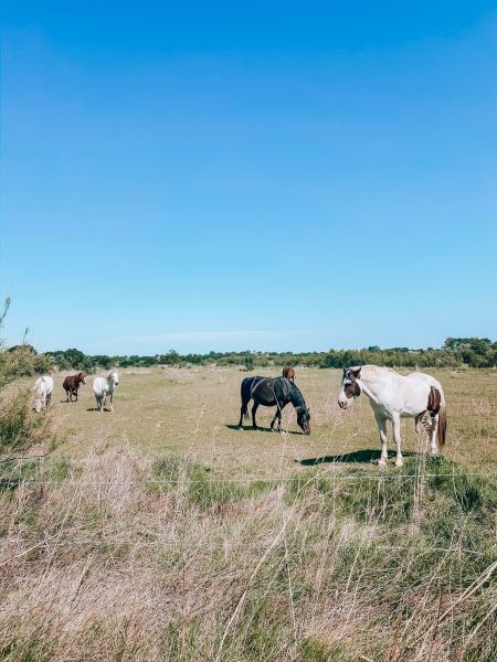 Photo de chevaux dans un prés à Agde