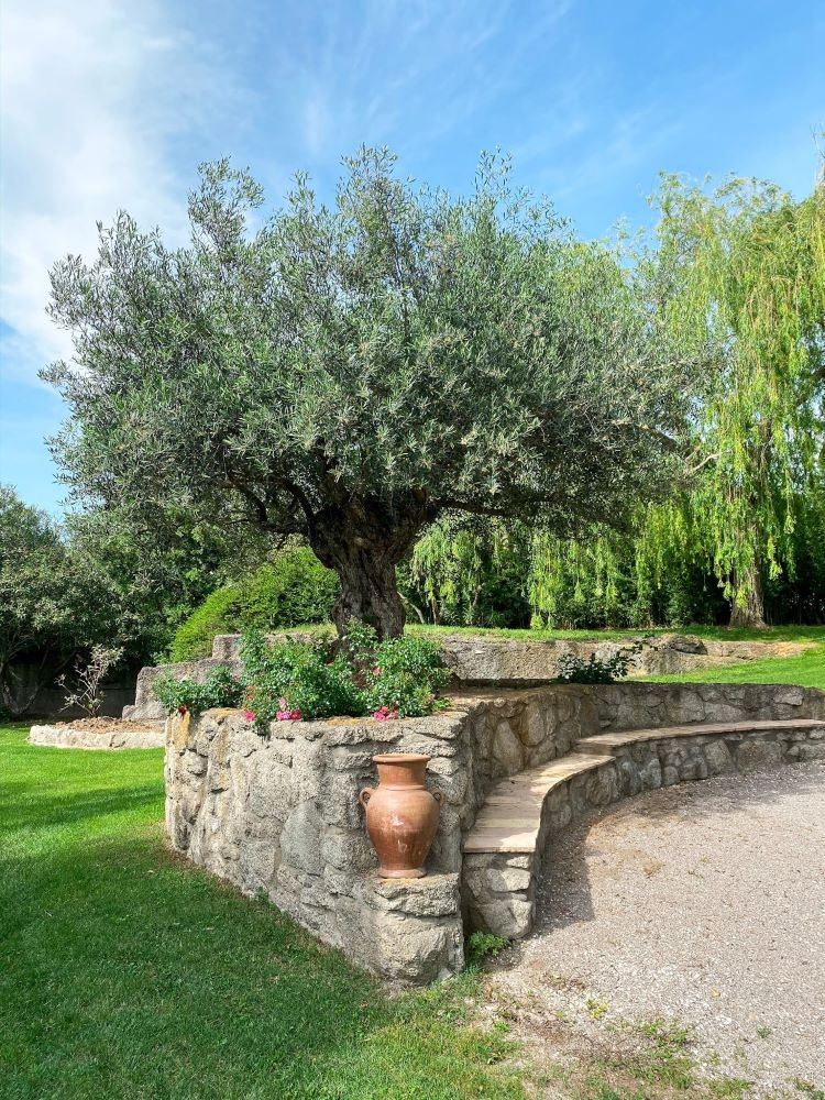 Un olivier dans le jardin de Saint Adrien
