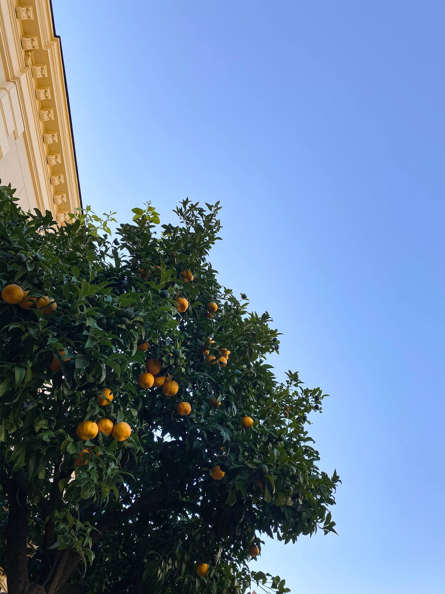 Oranger dans le centre-ville de Sorrente sur la côte Amalfitaine en Italie