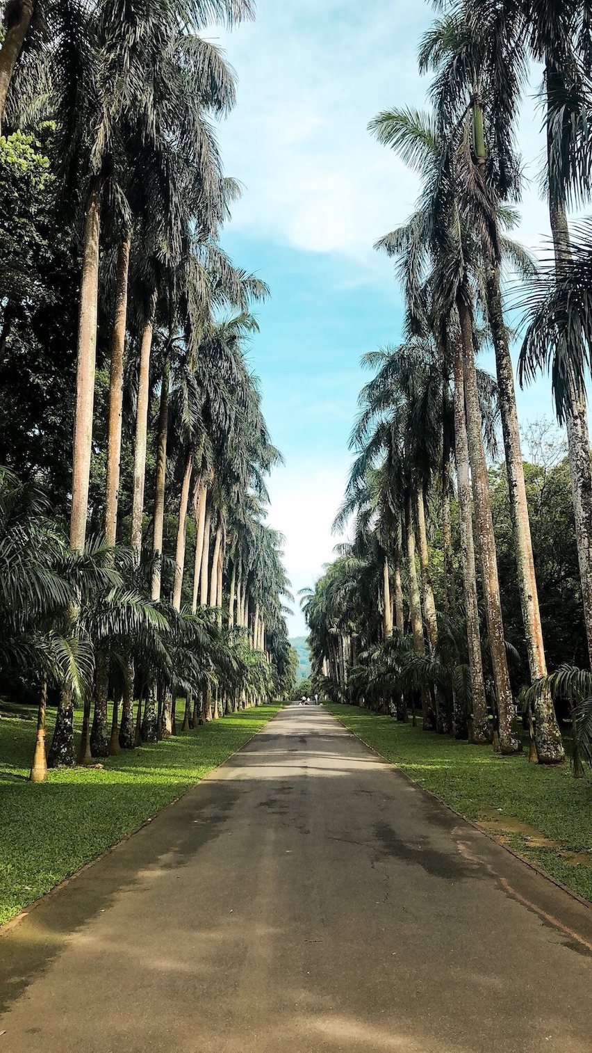 Jardin botanique à Kandy à Sri Lanka