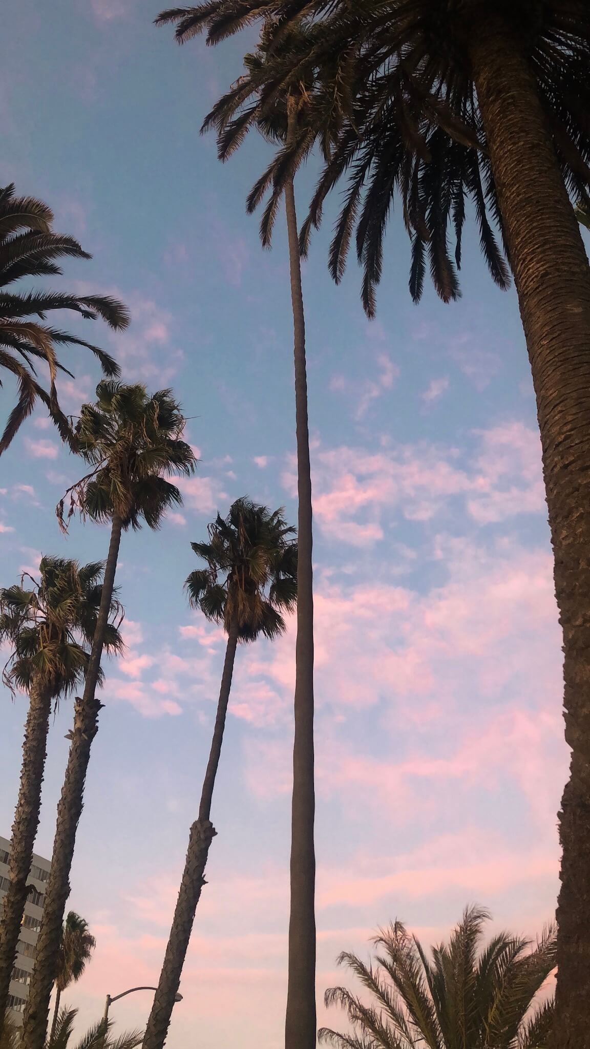 Palmier pendant le couché de soleil à Santa Monica