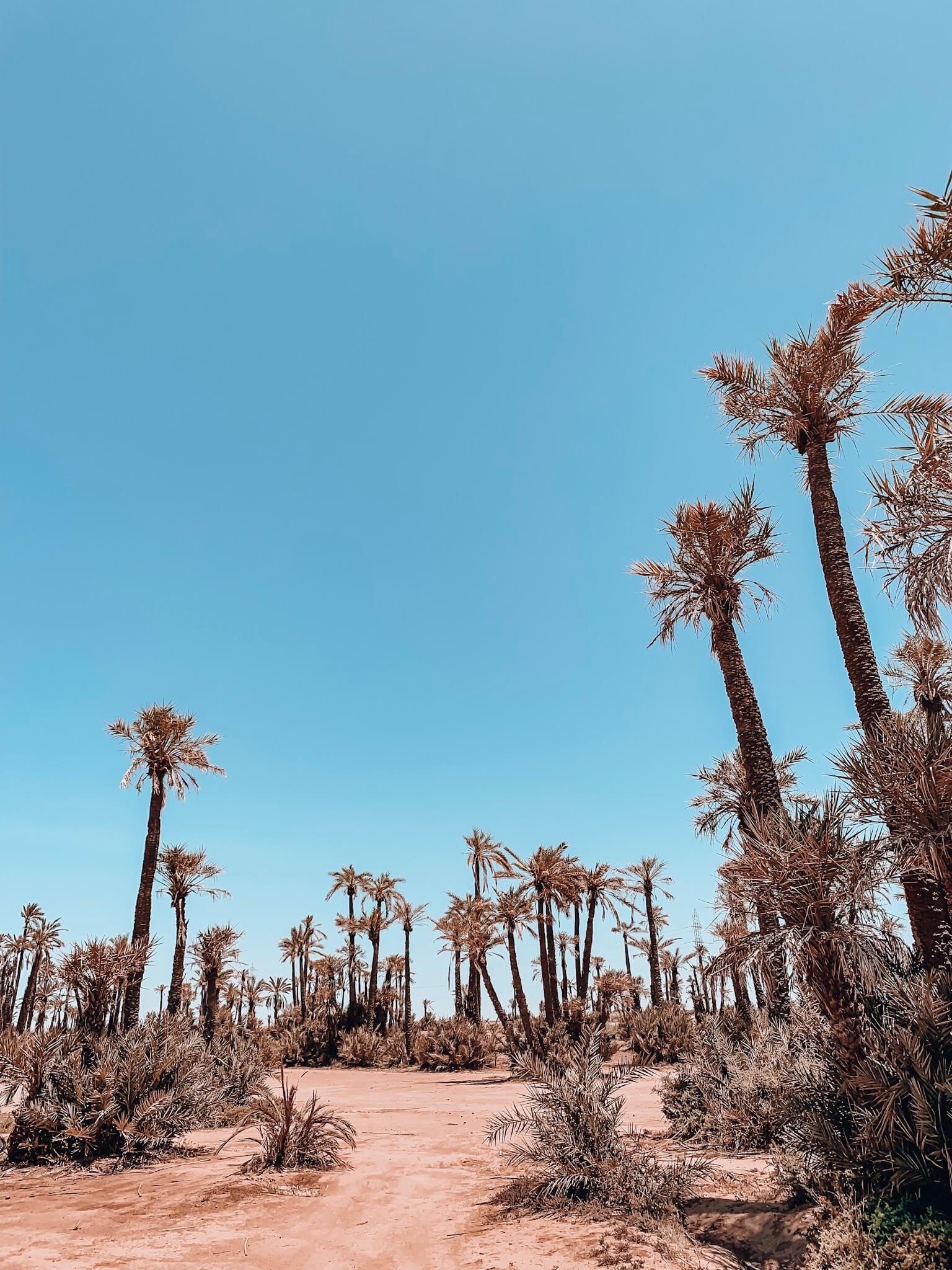 Photo de la palmeraie de Marrakech