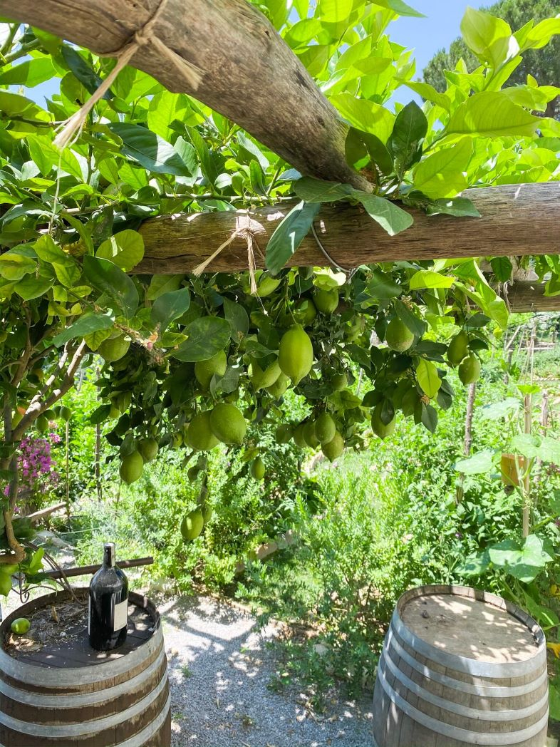 Plantation de citrons à Ravello sur la côte Amalfitaine en Italie