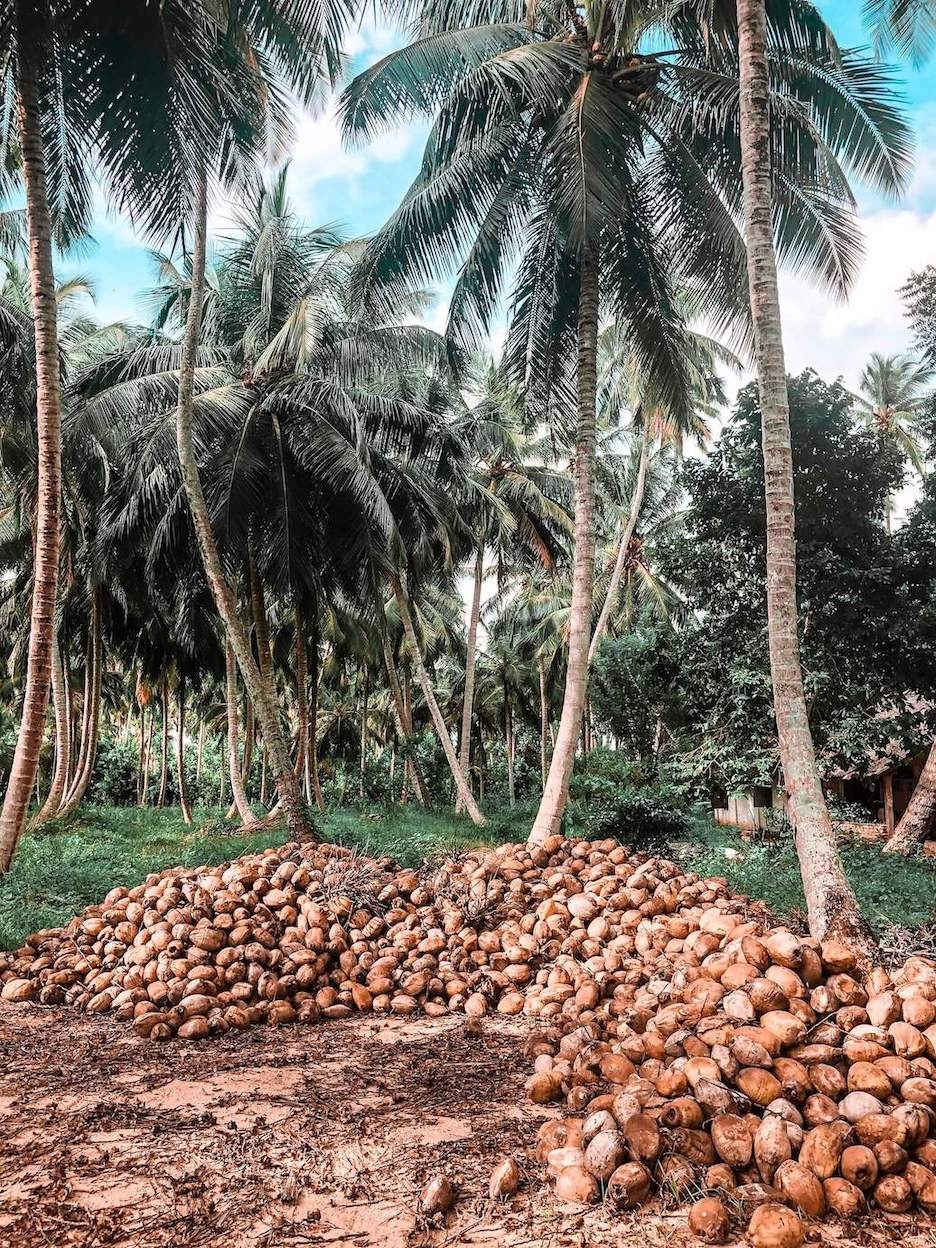 Plantation cocotiers au Sri Lanka