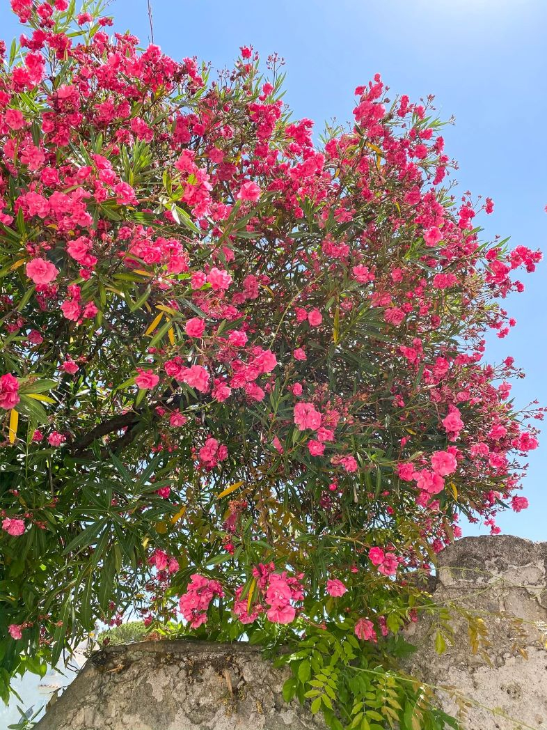 Ruelle fleurie à Ravello sur la côte Amalfitaine en Italie