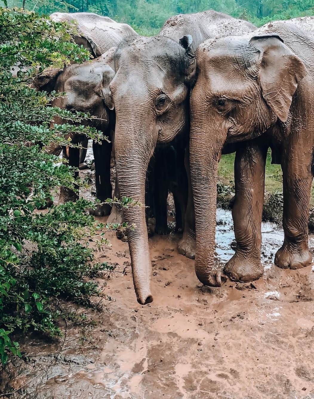 Safari avec les éléphants dans le parc d&#039;Uda Walawe