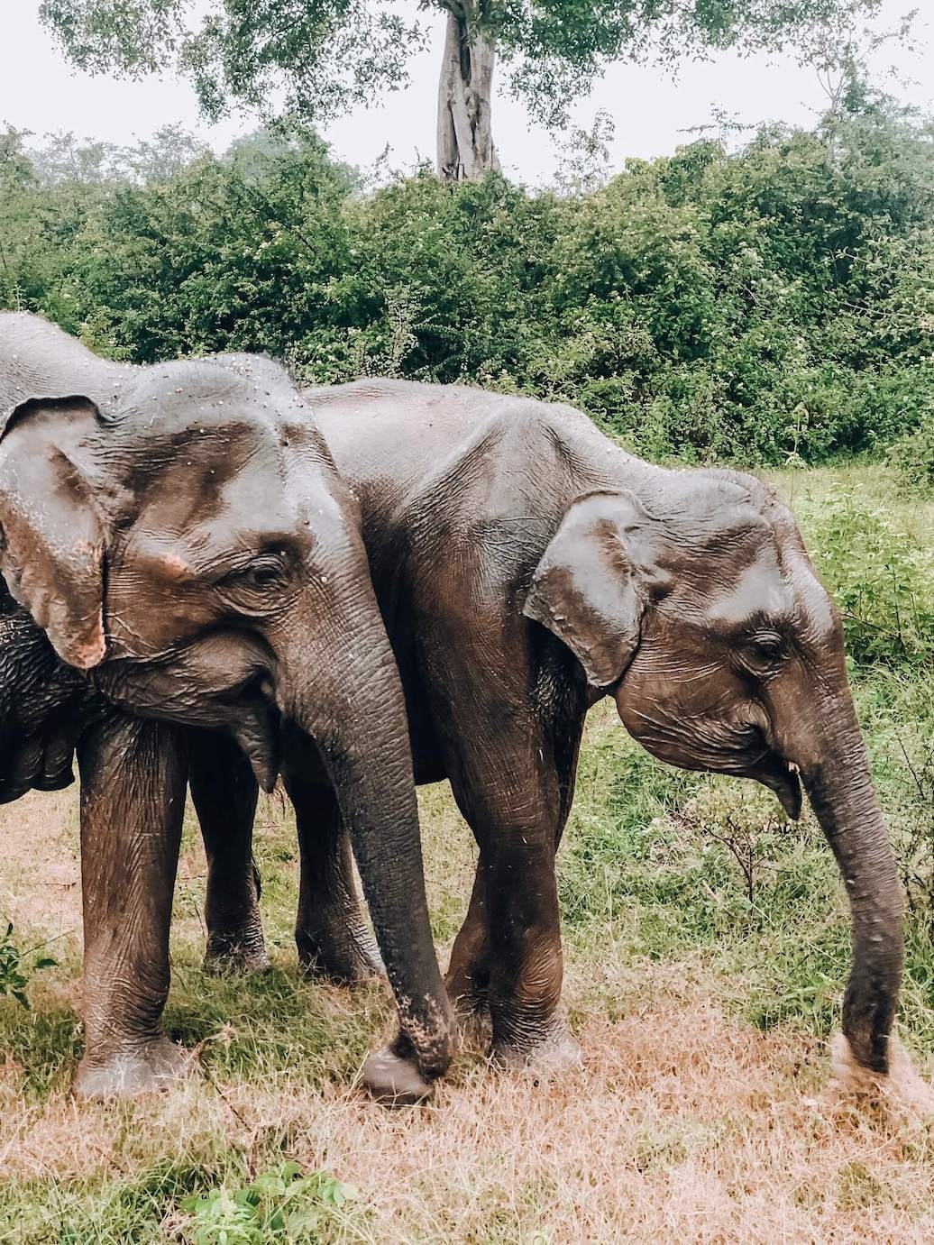 Safari avec les éléphants dans le parc d&#039;Uda Walawe